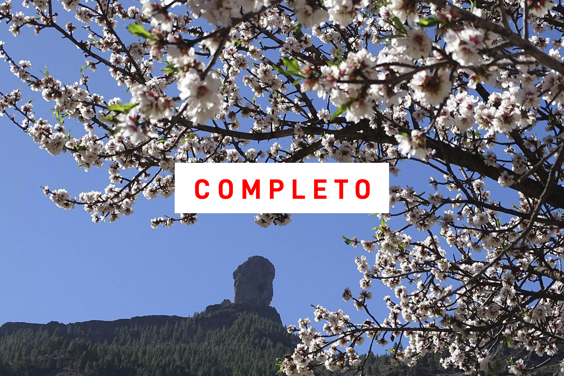 Floración y presas en Gran Canaria